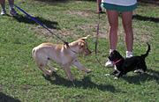 Animal, animals, dog, dogs, domestic, domestic dog, domestic dogs, pet, pets, puppy, puppies.