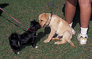 Animal, animals, dog, dogs, domestic, domestic dog, domestic dogs, pet, pets, puppy, puppies.