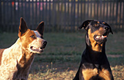 Animal, animals, dog, dogs, domestic, domestic dog, domestic dogs, pet, pets.