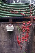 Tank, tanks, water, water tank, water tanks, water storage, ivy, hedera, wall, walls, garden wall, garden walls, corrugated, iron, corrugated iron, rainwater, rainwater tank, rainwater tanks.