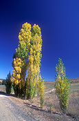 Australia, New South Wales, road, roads, tree, trees, poplar, poplars, poplar tree, poplar trees, populus.