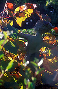 Australia, garden, gardens, statue, statues, garden statue, garden statues, autumn, autumn scene, autumn scenes.