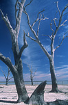Australia, New South Wales, Cowal, Lake Cowal, tree, trees, dry lake, dry lakes, natural lake, natural lakes, sky, skies, blue sky, blue skies.