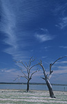Australia, New South Wales, Lake Cowal, Lake, Lakes, water, cloud, clouds, sky, skies, blue sky, blue skies, tree, trees, outback, australian outback, outback australia.