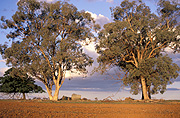 Australia, New South Wales, NSW, Manildra, rural, rural scene, rural scenes, farm land, farming land, tree, trees, gum tree, gum trees, gumtree, gumtrees, eucalyptus, eucalyptus tree, eucalyptus trees, cabonne, cabonne country.