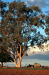 Australia, New South Wales, NSW, Manildra, rural, rural scene, rural scenes, farm land, farming land, tree, trees, gum tree, gum trees, gumtree, gumtrees, eucalyptus, eucalyptus tree, eucalyptus trees, cabonne, cabonne country.