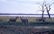 Australia, Farming, Farmland, farm, farms, agriculture, livestock, animal, animals, sheep, meat industry, meat trade, cowal, Lake Cowal, lake, lakes, tree, trees, rural, rural scene, rural scenes, NSW, New South Wales, Australia.