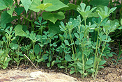 Herb, herbs, fenugreek, trigonella, foenum, graecum, trigonella foenum, trigonella graecum, herb, herbs, fabaceae.