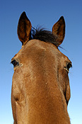Animal, animals, horse, horses, brown, brown horse, brown horses, australia, wa, western australia.