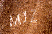 Animal, animals, horse, horses, brown, brown horse, brown horses, australia, wa, western australia, brand, brands, branding, horse brand, horse brands, horse branding.