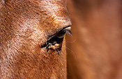 Animal, animals, horse, horses, brown, brown horse, brown horses, australia, wa, western australia.