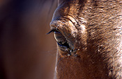 Animal, animals, horse, horses, brown, brown horse, brown horses, australia, wa, western australia.