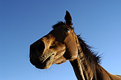 Animal, animals, horse, horses, brown, brown horse, brown horses, australia, wa, western australia.