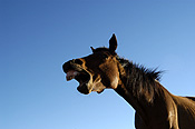 Animal, animals, horse, horses, brown, brown horse, brown horses, australia, wa, western australia.