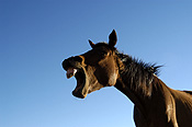 Animal, animals, horse, horses, brown, brown horse, brown horses, australia, wa, western australia.