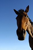 Animal, animals, horse, horses, brown, brown horse, brown horses, australia, wa, western australia.