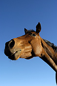 Animal, animals, horse, horses, brown, brown horse, brown horses, australia, wa, western australia.