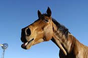 Animal, animals, horse, horses, brown, brown horse, brown horses, australia, wa, western australia.