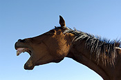 Animal, animals, horse, horses, brown, brown horse, brown horses, australia, wa, western australia.