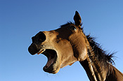 Animal, animals, horse, horses, brown, brown horse, brown horses, australia, wa, western australia.