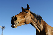 Animal, animals, horse, horses, brown, brown horse, brown horses, australia, wa, western australia.