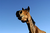 Animal, animals, horse, horses, brown, brown horse, brown horses, australia, wa, western australia.