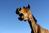 Animal, animals, horse, horses, brown, brown horse, brown horses, australia, wa, western australia.