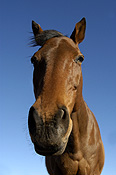 Animal, animals, horse, horses, brown, brown horse, brown horses, australia, wa, western australia.