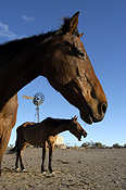 Animal, animals, horse, horses, brown, brown horse, brown horses, australia, wa, western australia, windmill, windmills, outback, australian outback, outback australia.