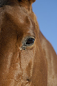 Animal, animals, horse, horses, brown, brown horse, brown horses, australia, wa, western australia.