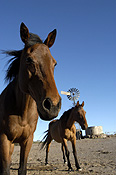 Animal, animals, horse, horses, brown, brown horse, brown horses, australia, wa, western australia.