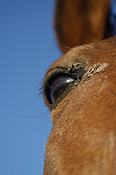 Animal, animals, horse, horses, brown, brown horse, brown horses, australia, wa, western australia.