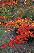 Autumn, Autumn leaves, leaf, leaves, autumn foliage, autumn tones, tree, trees, blue mountains, great dividing range, NSW, New South Wales, Australia, autumn scene, autumn scenes.
