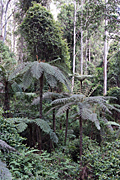 Australia, New South Wales, Dorrigo, Dorrigo NP, Dorrigo national park, national park, national parks, forest, forests, rainforest, rainforests, tree, trees.