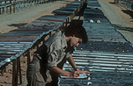 People, woman, Women, Female, Females, occupation, occupations, geology, geology, geologist, geologists, Roxby Downs, Sa, South Australia, australia.