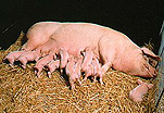 Agriculture, livestock, pig, animal, animals, pigs, meat industry, meat trade, sow, sows, piglet, piglets, sty, stys, pigsty, pigstys, pig sty, pig stys, litter, litters, pen, pens.