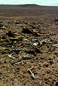 Climate, weather, drought, drought scene, drought scenes, disasters, natural disasters, bone, bones, skeletons, horse, horses, brumby, brumbies, wild horse, wild horses, dead, dead animal, dead animals, australia.