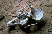 Climate, weather, drought, drought scene, drought scenes, disasters, natural disasters, bone, bones, skeleton, skeletons, skull, skulls, australia, outback, australian outback, outback australia, dead, dead animal, dead animals.