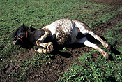 Animal, animals, horse, horses, colic, horse colic, colic in horse, colic in horses, pain, abdominal, abdominal pain, abdominal pains, sick, sickness, ill, unwell, parasite, parasites, internal parasite, internal parasites, bridle, bridles.