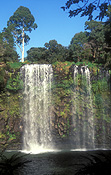 Australia, New South Wales, dorrigo, dorrigo np, dorrigo national park, dangar falls, great dividing range, dangars falls, dangar waterfall, National Park, National Parks, dangar water fall, waterfall, waterfalls, running water, water.
