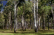 Australia, qld, queensland, tree, trees, forest, forests, eucalyptus, eucalyptus tree, eucalyptus trees, gum tree, gum trees, JP56