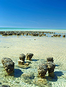 Australia, WA, Western Australia, Hamelin, hamelin pool, paleontology, stromatolite, stromatolites, coast, coasts, coastal, coastline, coastlines, shark bay, bay, bays, fossil, fossils, organism, bacteria, bacterias, cyanobacteria, cyanobacterias, coast, coasts, coastline, coastlines, seashore, seashores, shoreline, shorelines.