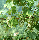 Fruit, grape, grapes, grapevine, grapevines, grape vine, grape vines, Vitis, Vitis vinifera, berry fruits, grape, green, green grapes.