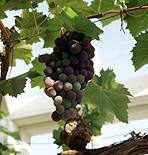 Fruit, grape, grapes, grapevine, grapevines, grape vine, grape vines, Vitis, Vitis vinifera, berry fruits, grape, black, black grapes.