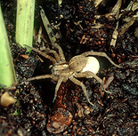 Spider, spiders, arachnid, arachnids, hunting, hunting spider, hunting spiders, trochosa, egg, eggs.