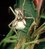 Spider, spiders, arachnid, arachnids, hunting, hunting spider, hunting spiders, trochosa, egg, eggs.