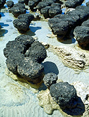 Australia, WA, Western Australia, Hamelin, hamelin pool, shark bay, bay, bays, paleontology, coast, coasts, coastal, coastline, coastlines, stromatolite, stromatolites, fossil, fossils, organism, bacteria, bacterias, cyanobacteria, cyanobacterias, coast, coasts, coastline, coastlines, seashore, seashores, shoreline, shorelines.