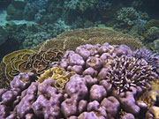 Thailand, Coral, Underwater, Marine, Fish, Surin, Islands