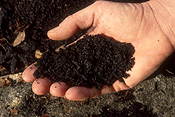 Gardener, gardeners, gardening, hand, hands, soil.