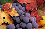 Fruit, grape, grapes, grapevine, grapevines, autumn, autumn foliage, grape vine, grape vines, vitis, vinifera, zinfandel, vine, vines.